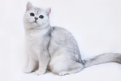 Шиншилловая кошка, украшающая обложку книги - красивые изображения