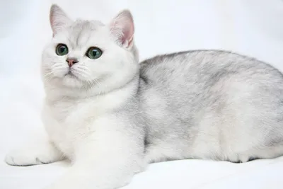Шиншилловая кошка на фоне цветов - скачать jpg, png или webp