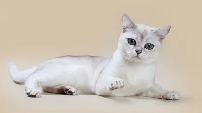 Шиншилловая кошка в художественной обработке - фотографии высокого разрешения