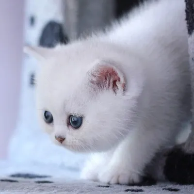 Шиншилловая кошка в игровом настроении - качественные картинки