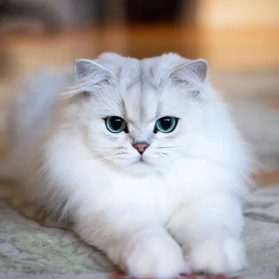 Шиншилловая кошка с взглядом, который озаряет душу - скачать фото в хорошем качестве