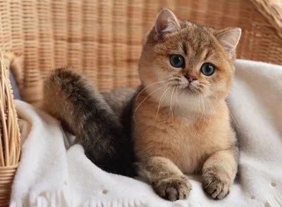Шиншилловая кошка с роскошной шерстью - фотографии высокого разрешения