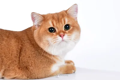 Портрет Шиншилловой кошки - скачать бесплатно