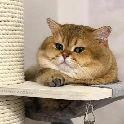Шиншилловая кошка в игривой позе - фото в разных форматах