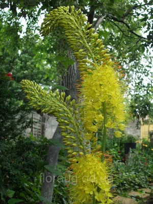 Eremurus Bungei | TinaWord | Дзен