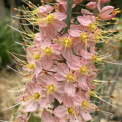 Эремурус (Eremurus) узколистный садовый, желтый корневища: продажа, цена в  Одессе. Семена и клубни трав и цветов от \"\"УЮТ-МАРКЕТ\" интернет-магазин\" -  1794308777