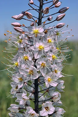 Эремурус (Ширяш) Ольги (Eremurus Оlgae), 1 шт. Украина - 55 грн, купить на  ИЗИ (35111810)