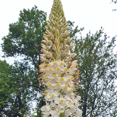 Эремурус (Ширяш) Bungei (Бунге) 1 Шт. Украина. — Купить на BIGL.UA ᐉ  Удобная Доставка (1476831989)