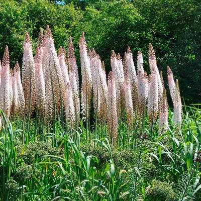 Эремурус (Eremurus) Pinokkio узколистный садовый, оранжевый корневища:  продажа, цена в Одессе. Семена и клубни трав и цветов от \"\"УЮТ-МАРКЕТ\"  интернет-магазин\" - 1795273032