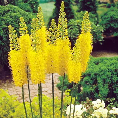 Eremurus Stenophyllus Syn.Bungei