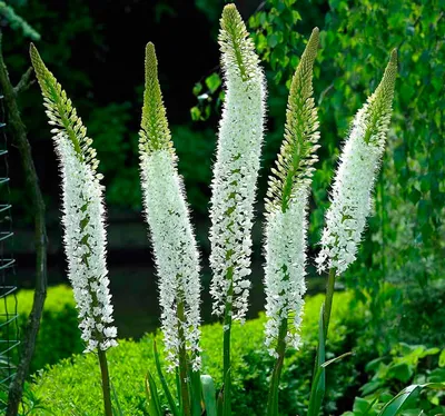 Эремурус (Eremurus) Pinokkio узколистный садовый, оранжевый корневища  (ID#1795273032), цена: 120 ₴, купить на Prom.ua