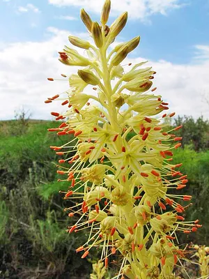 Eremurus inderiensis - Изображение особи - Плантариум