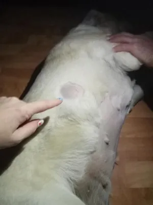 Мозоли на локтях