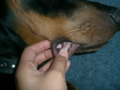 ШИШКА ПОД КОЖЕЙ У СОБАКИ — ModernVet