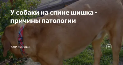 остюки - Ветеринария - Страница 4 (id темы 29262) - PesIQ