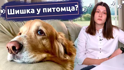 Прыщи и акне у кошек: лечение, фото, причины