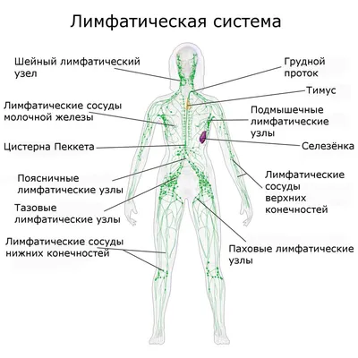 Паховая грыжа - причины развития заболевания, симптомы, диагностика и  лечение