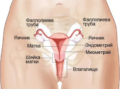 Рак лимфоузлов: Первые симптомы и прогноз с метастазами