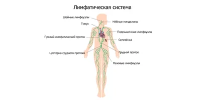 Свищ заднего прохода (аноректальный свищ) - SANATIO