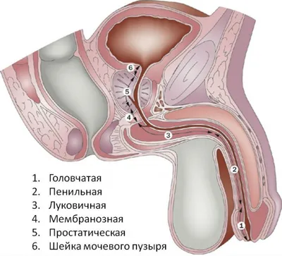 Ректоцеле: симптомы, диагностика, лечение, операция