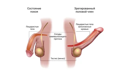 Геморрой у женщин - симптомы и лечение - диагностика геморроя