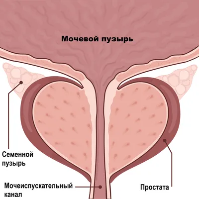 Как избавиться от паховой грыжи? - блог Виртус