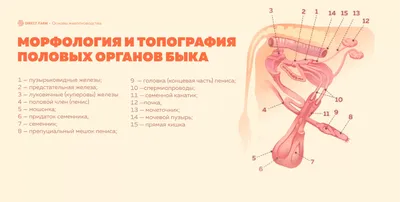 Выпадение прямой кишки при геморрое: что это и как лечится | Выпадение  геморроидальных узлов