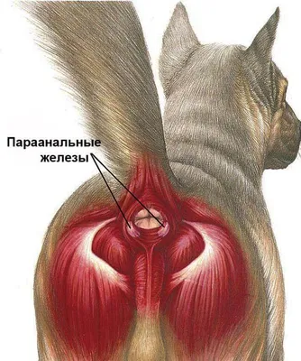 Атрезия ануса у котенка - симптомы, диагностика, лечение