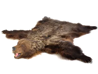 Шкура медведя: Фотография с текстурой медвежьей шкуры