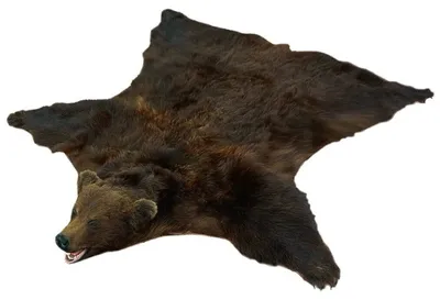 Шкура медведя: Качественная картинка медвежьего фона