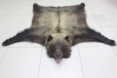 Шкура медведя: Изображение в хорошем качестве для скачивания