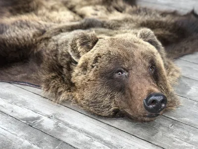 Шкура медведя: Картина с медвежьим мотивом, png