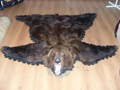 Шкура медведя: Фото с текстурой шкуры медведя в формате jpg