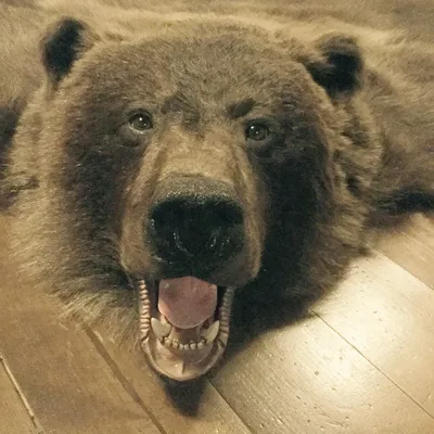 Шкура медведя: Фотография медвежьей шкуры с прозрачным фоном
