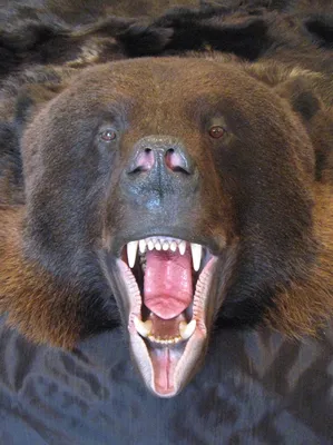 Шкура медведя: Загрузка фото с фоном шкуры медведя, webp