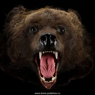Шкура медведя: Картинка с медвежьим рисунком для фона веб-сайта