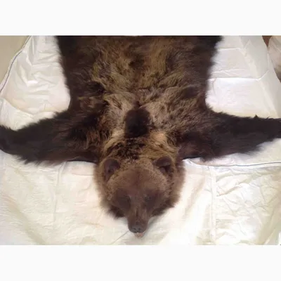 Шкура медведя: Фото с текстурой шкуры медведя в формате png