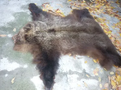 Шкура медведя: Фотография медвежьей шкуры с прозрачным фоном, скачать