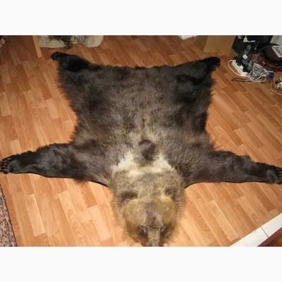 Шкура медведя: Фото с медвежьим узором для использования в дизайне