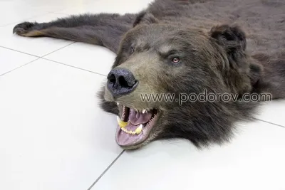 Шкура медведя: Полноразмерное фото медвежьей шкуры в png