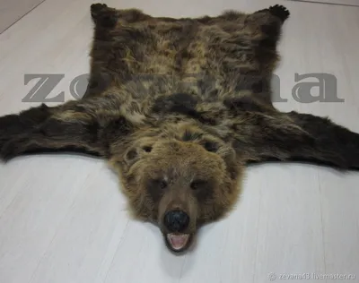 Шкура медведя: Изображение медвежьего фона для обоев