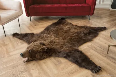 Шкура медведя: Большое фото с медвежьим рисунком