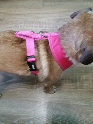 Спортивная шлейка для собак , купить в интернет-магазине недорого, доставка  по России