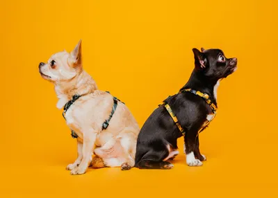Купить Хрустальные ошейники для собак Необычные маленькие блестящие  ошейники для собак и кошек ожерелье | Joom