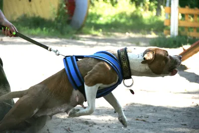Коллекция шгулок и шлейки, для больших и маленьких собак купить по низким  ценам в интернет-магазине Uzum (815263)