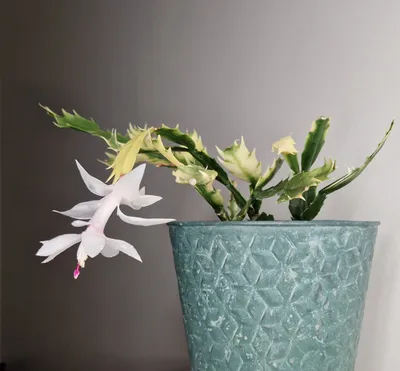 Шлюмбергера или Декабрист микс (Schlumbergera)