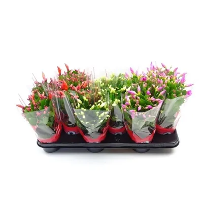 Шлюмбергера (Schlumbergera) красная Каталог орхидей - фаленопсисов,  каттлей, ванд, дендробиумов со всего мира от интернет магазина Ангелок