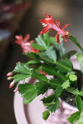 Шлюмбергера. Купить Шлюмбергера в Киеве, Украина, Доставка | iFlowers