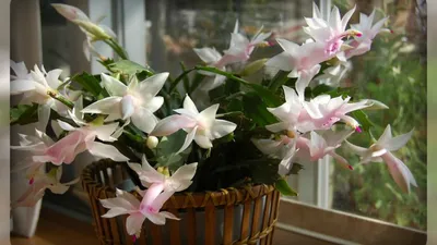 Schlumbergera (Шлюмбергера) - купить в Минске с доставкой, цена и фото в  интернет-магазине Cvetok.by