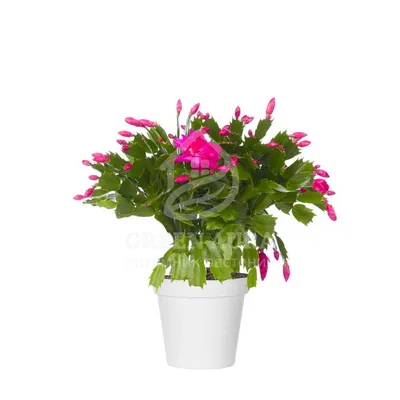 шлюмбергера exotica jasmin - Land Flowers